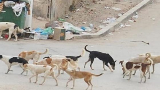 اجراءات جديدة لمكافحة الكلاب الضالة في شوارع المملكة