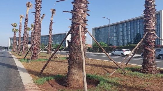 تفاصيل توقف غرس أشجار النخيل في المدن المغربية.