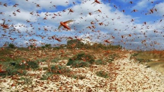 خطر اجتياح “أسراب الجراد” للمغرب يضعه في حالة تأهب قصوى